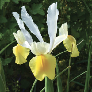 IRIS HOLLANDICA APOLLO