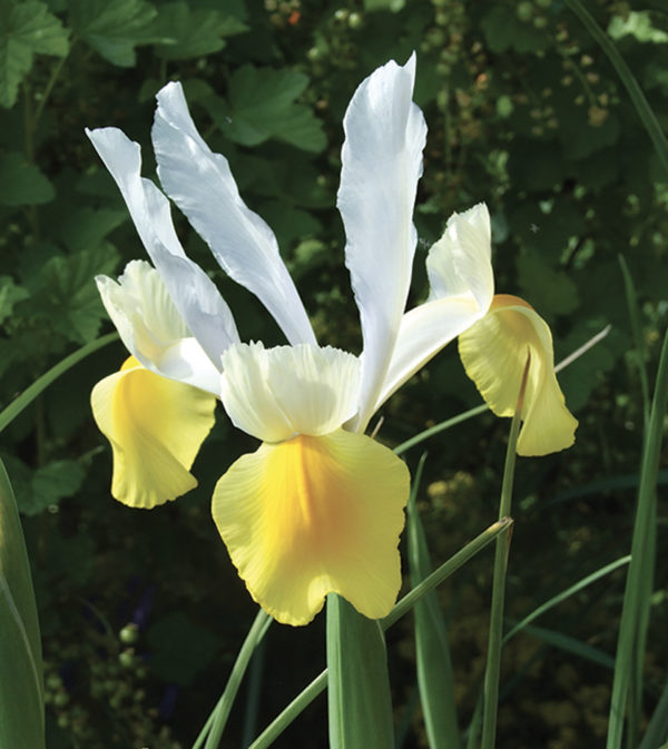 IRIS HOLLANDICA APOLLO