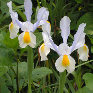 IRIS HOLLANDICA SILVER BEAUTY