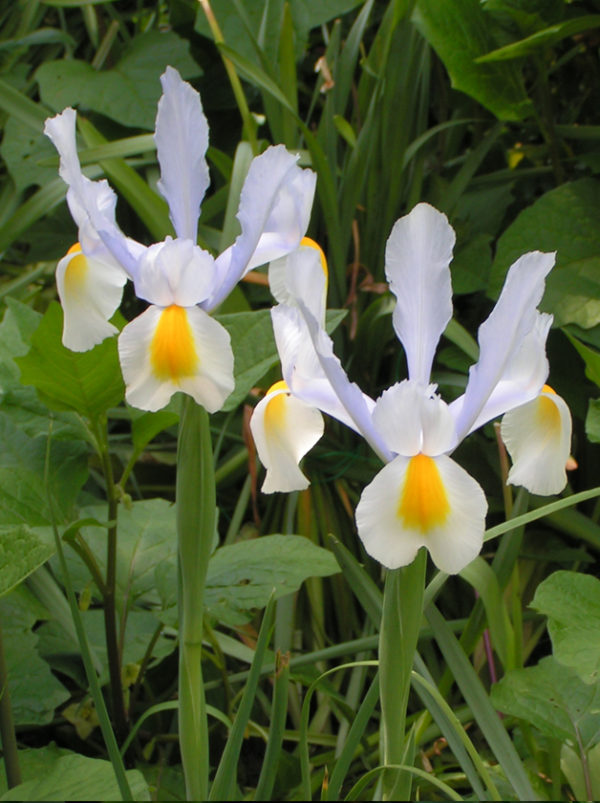 IRIS HOLLANDICA SILVER BEAUTY