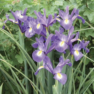 IRIS HOLLANDICA TELSTAR