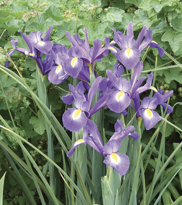 IRIS HOLLANDICA TELSTAR