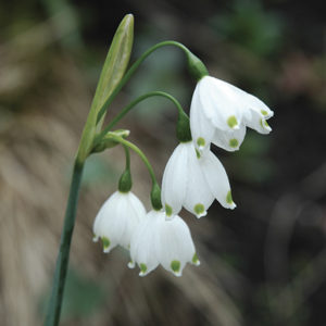 LEUCOJUM NIVEOLE GRAVETYE GIANT