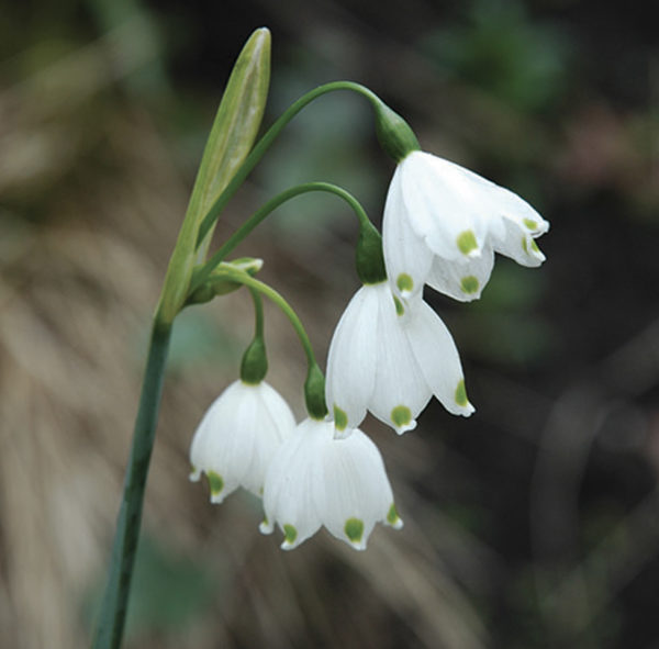 LEUCOJUM NIVEOLE GRAVETYE GIANT