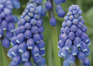 MUSCARI ARMENIACUM