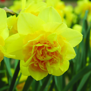 Narcisse
