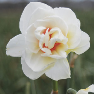 NARCISSE DOUBLE ACROPOLIS