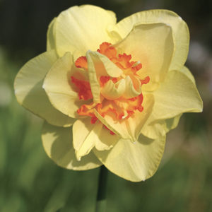 NARCISSE DOUBLE TAHITI