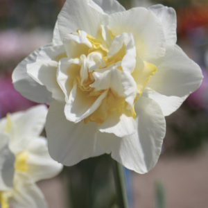 NARCISSE DOUBLE WHITE LION