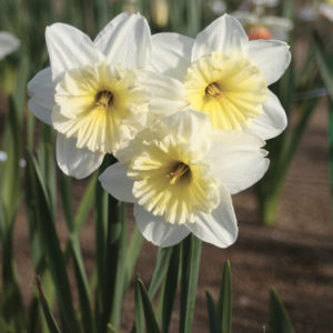 NARCISSE GRANDE COUPE ICE FOLLIES