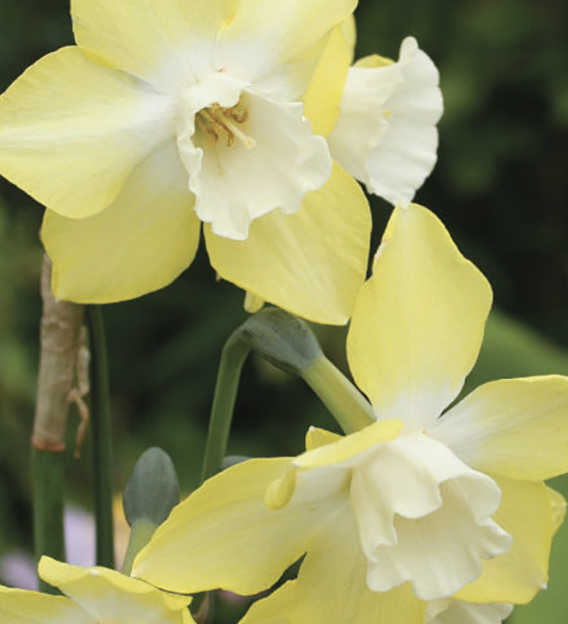 Narcisse Multiflore Jonquille Hillstar - NOVA-FLORE