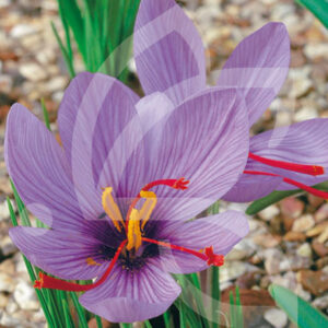 Crocus Sativus à Safran