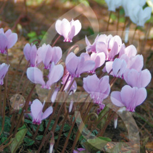 Cyclamens Heredifolium de Naples