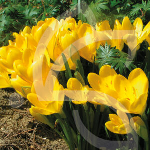 Sternbergia Lutea