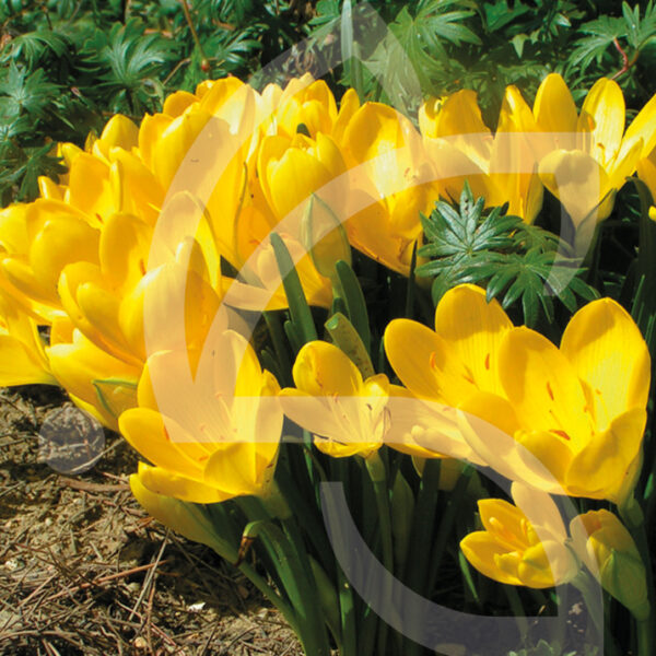 Sternbergia Lutea