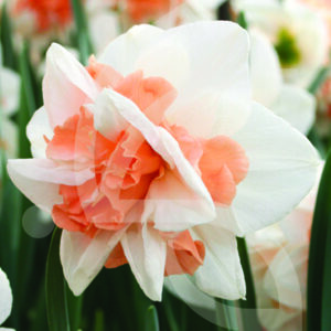 Narcisse Double Delnashaugh
