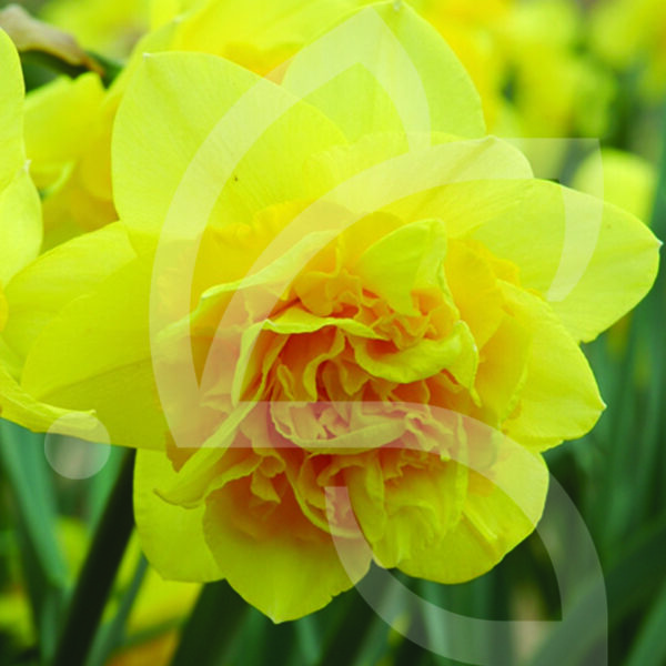 Narcisse Double Dick Wilden