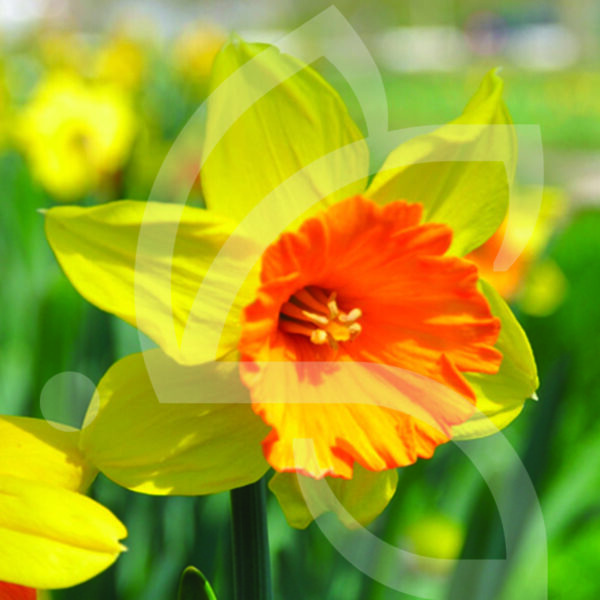 Narcisse Grande Coupe Early Flame