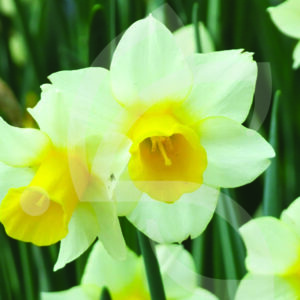 Narcisse Jonquille Golden Echo