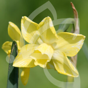 Narcisse Multiflore Jonquille Hillstar