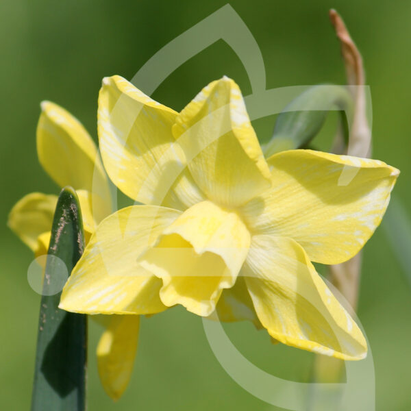 Narcisse Multiflore Jonquille Hillstar