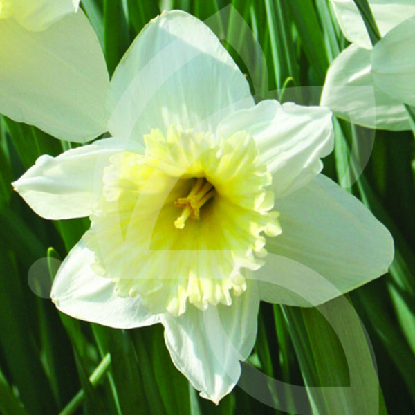 Narcisse Grande Coupe Ice Follies