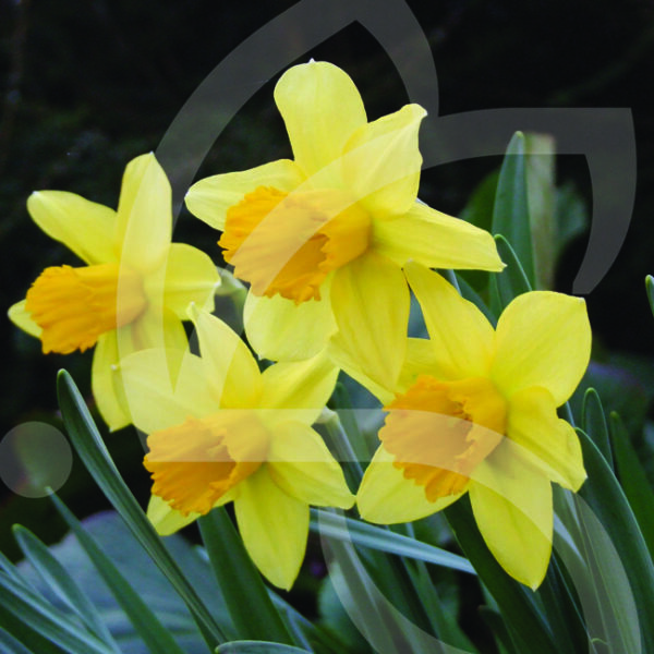Narcisse Grande Coupe Jedna