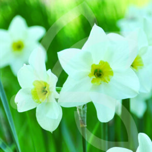 Narcisse Jonquille Lieke