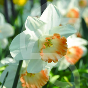 Narcisse Grande Coupe Pink Charm