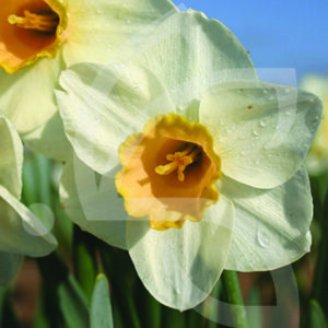 Narcisse Grande Coupe Salomé