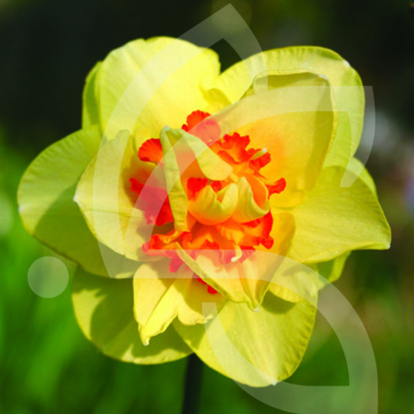 Narcisse Double Tahiti