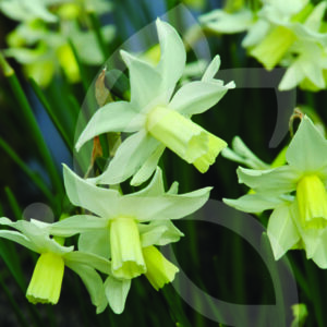 Narcisse Cyclamen Toto