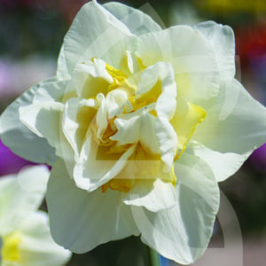 Narcisse Double White Lion