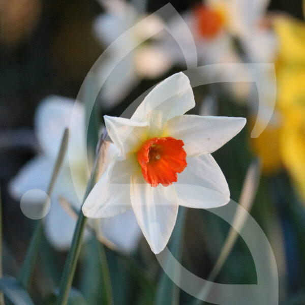 Narcisse Petite Coupe Aflame