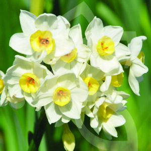 Narcisse Tazetta Avalanche