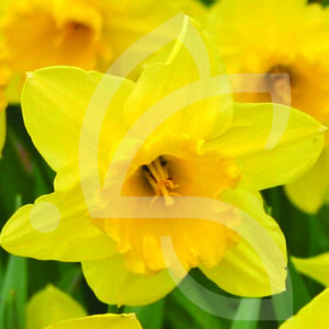 Narcisse Trompette Carlton