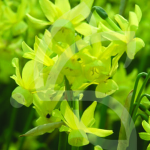 Narcisse Traindrus Hawera