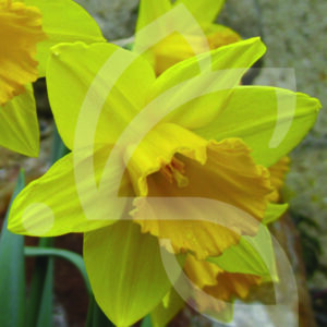 Narcisse Trompette Mando