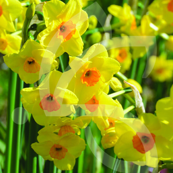 Narcisse Jonquille Martinette