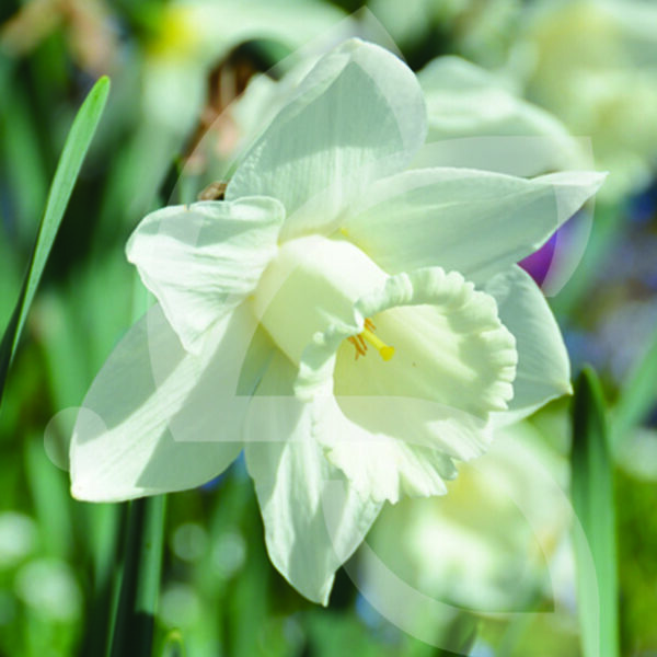 Narcisse Trompette Mount Hood
