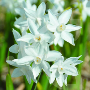 Narcisse Tazetta Paper White
