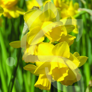 Narcisse Jonquille Quail