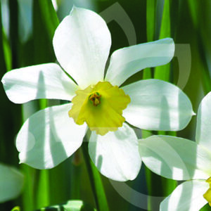 Narcisse Petite Coupe Ségovia