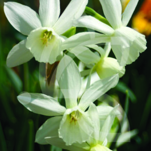 Narcisse Triandrus Thalia