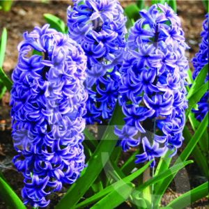Jacinthe Orientale Blue Jacket