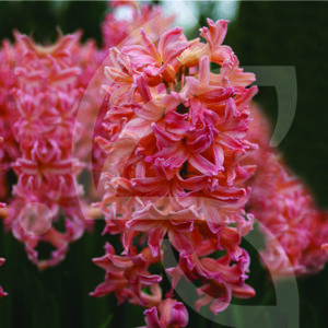 Jacinthe Orientale Gipsy Queen