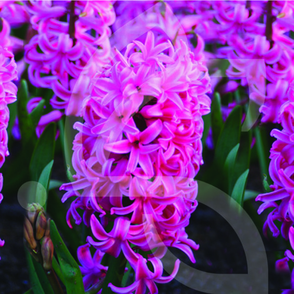 Jacinthe Orientale Pink Pearl