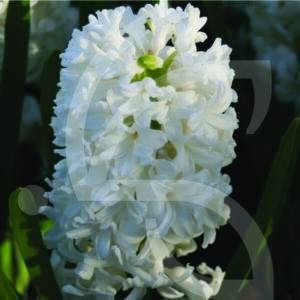 Jacinthe Orientale White Pearl