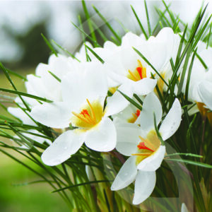 Crocus Chrysanthus Ard Schenk