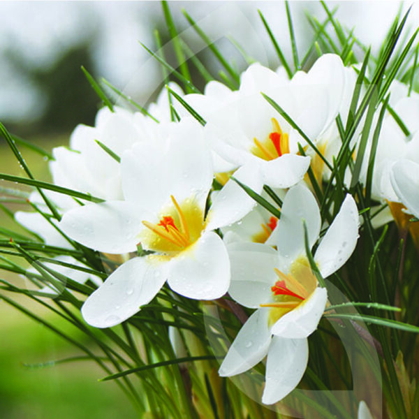 Crocus Chrysanthus Ard Schenk